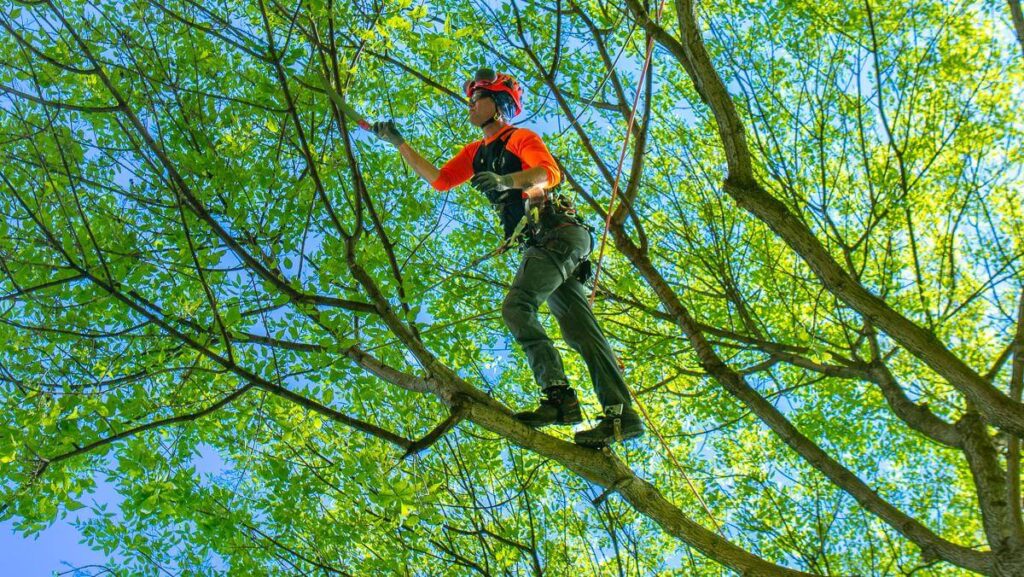 Tree Pruning Sydney