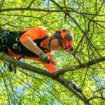 Tree Pruning Sydney