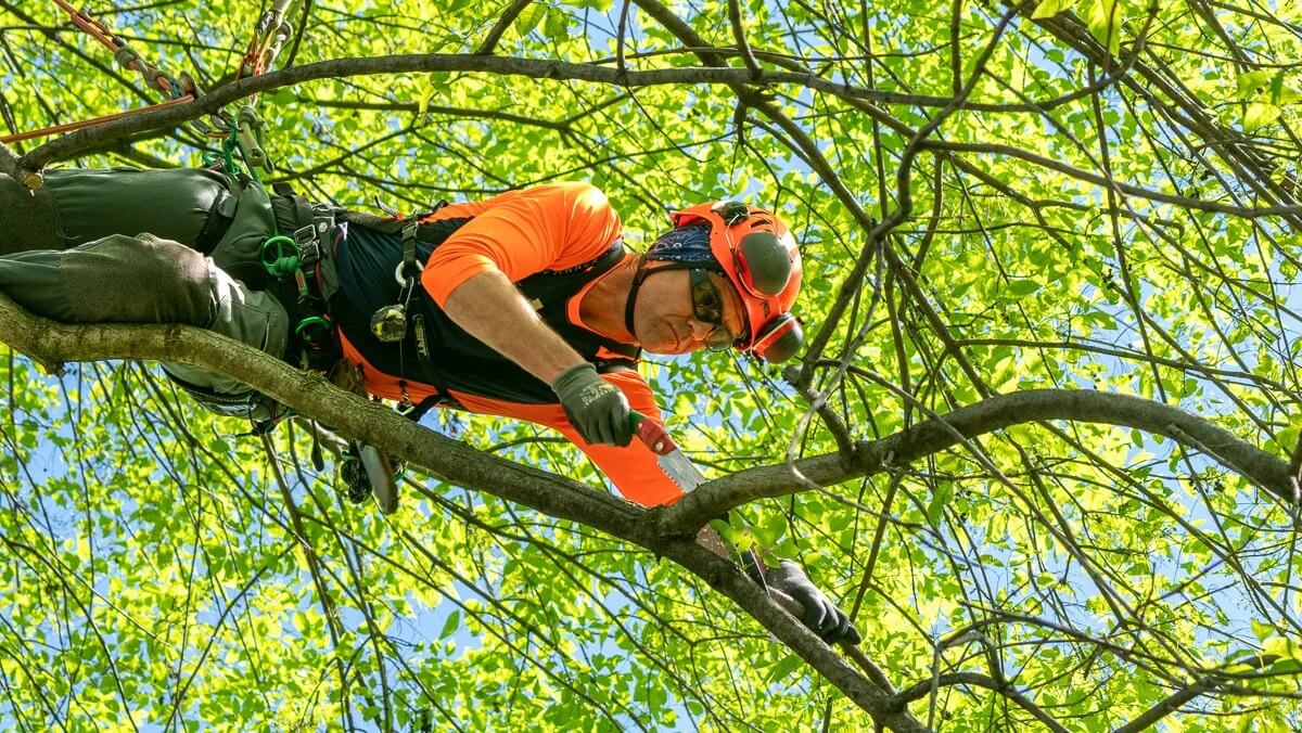 Tree Pruning Sydney: Enhance the Health and Beauty of Your Trees