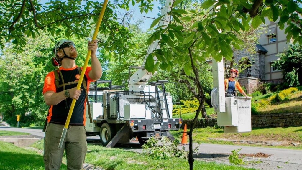 Tree Pruning Sydney