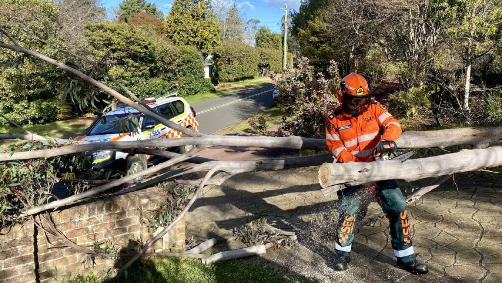 Tree Removal Blue Mountains