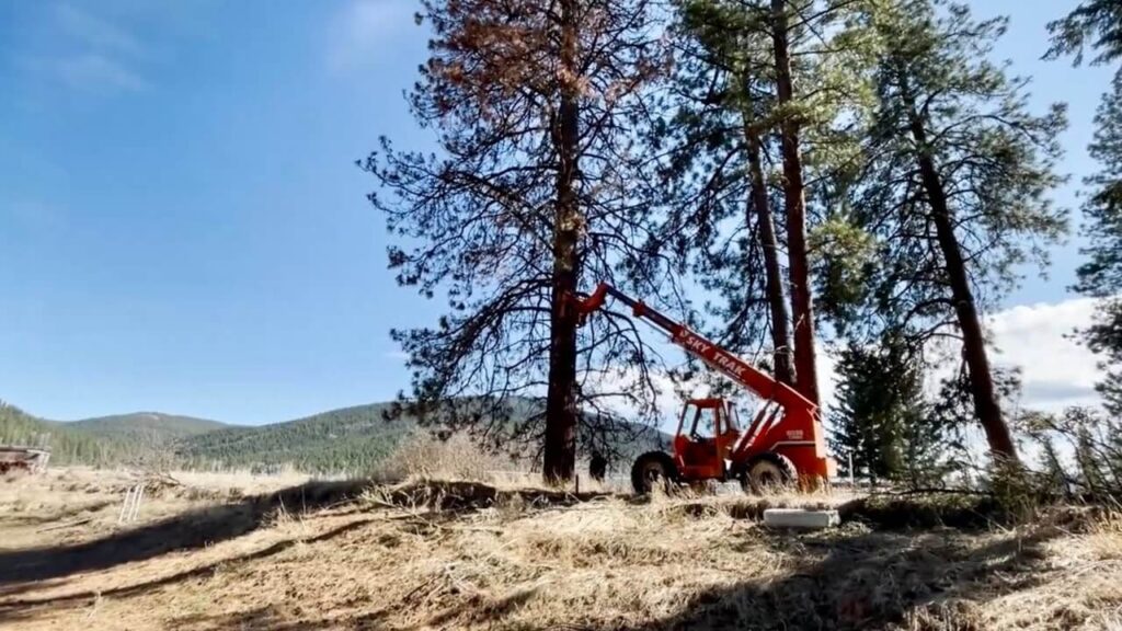 Tree Removal Blue Mountains