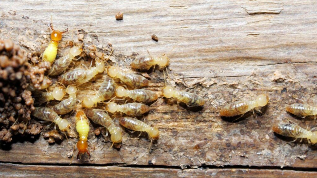 The Importance of Regular Termite Inspections Sydney: Protect Your Investment