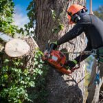 tree arborists