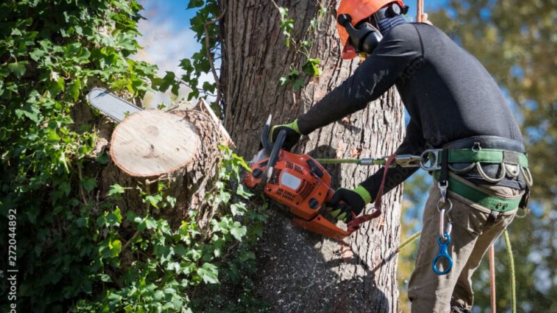 Tree Removal Sydney: Expert Services for Safe and Efficient Tree Removal