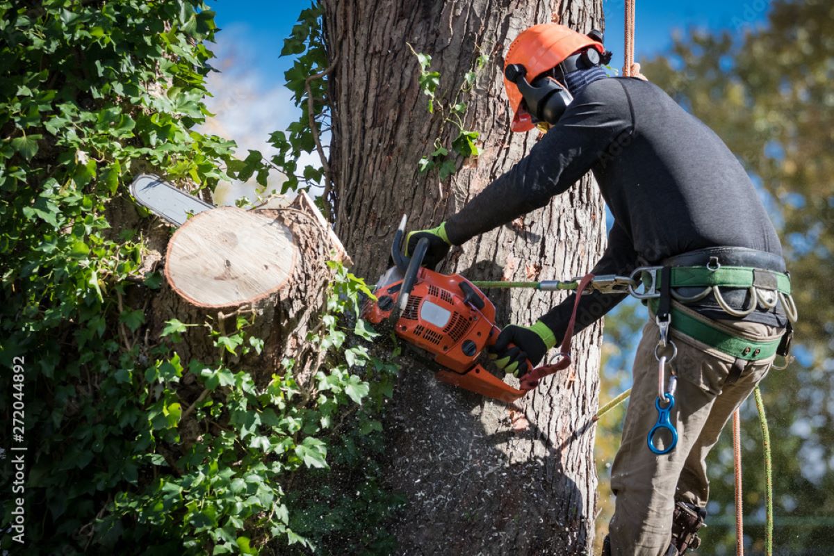 Tree Removal Sydney: Expert Services for Safe and Efficient Tree Removal