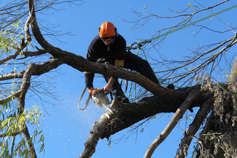 tree arborists