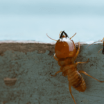 The Importance of Regular Termite Inspections Sydney: Protect Your Investment