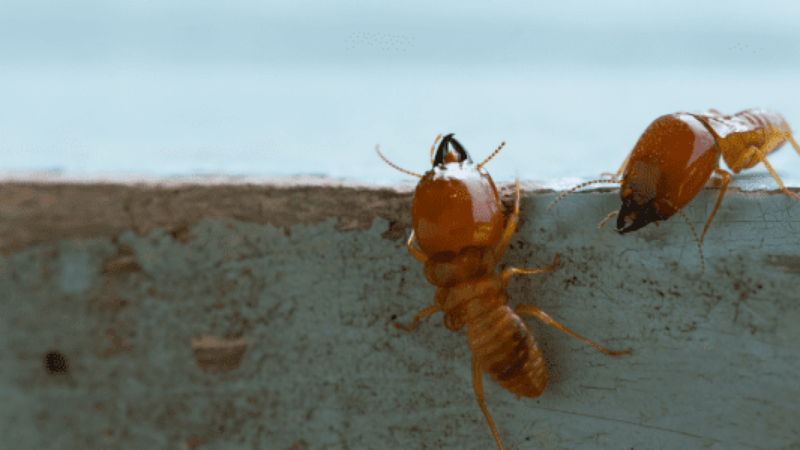 The Importance of Regular Termite Inspections Sydney: Protect Your Investment