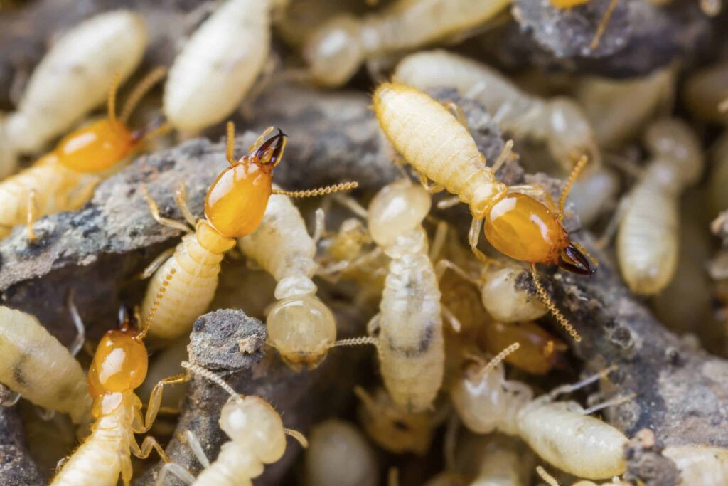 The Importance of Regular Termite Inspections Sydney: Protect Your Investment