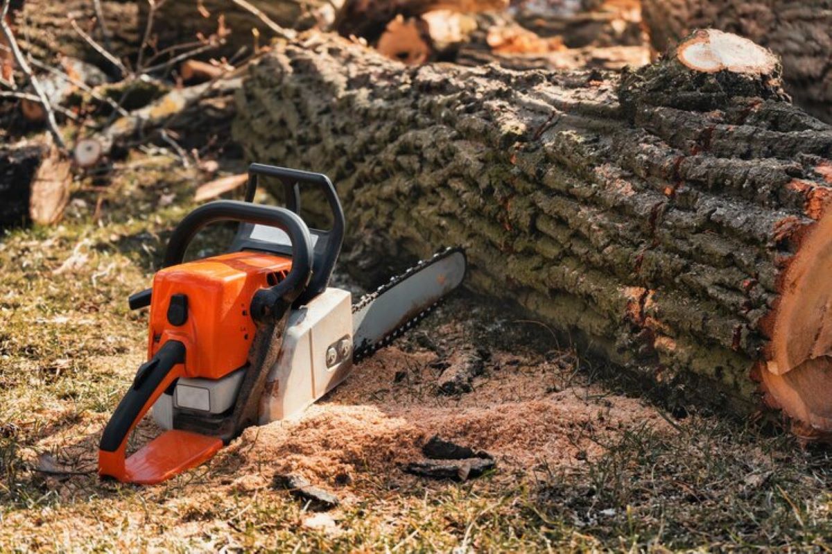 How an Arborist in Sydney Can Help With Tree Pruning and Care