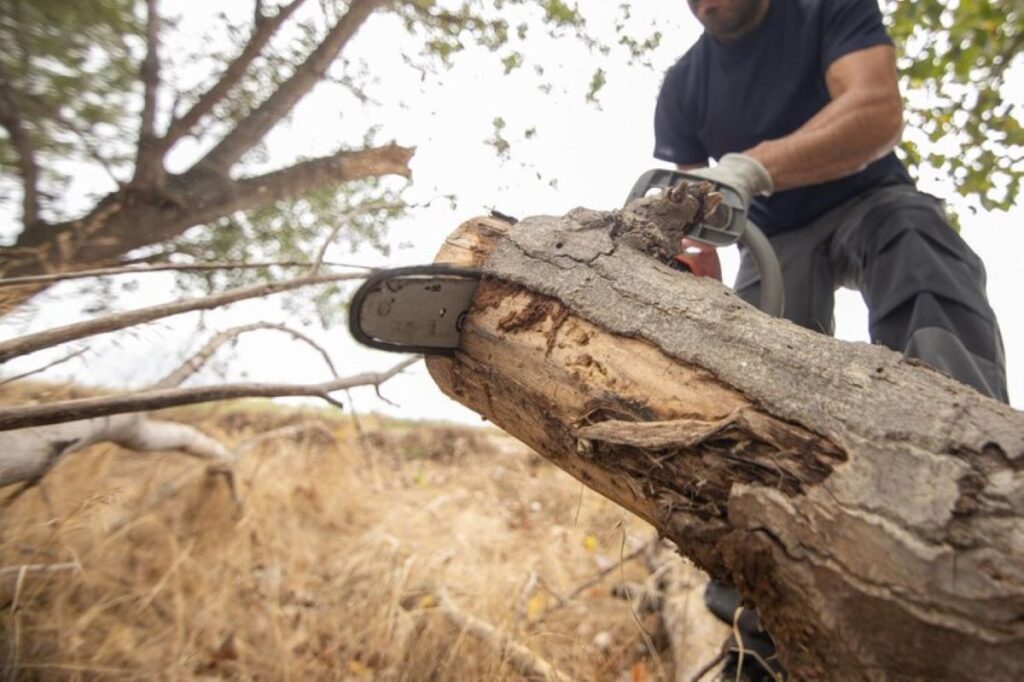 project arborist sydney