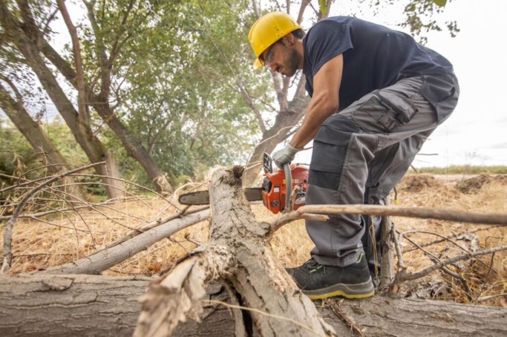 project arborist sydney