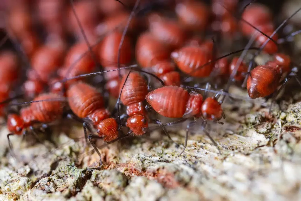 Expert Termite Control Sydney: Keeping Your Home Safe from Damage