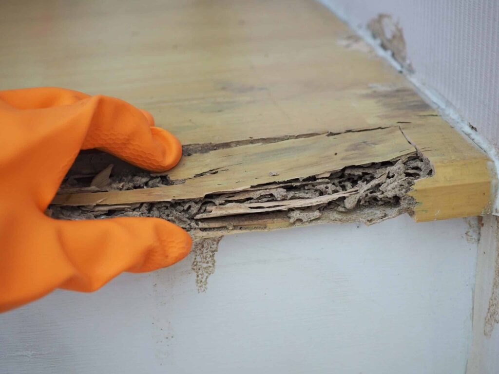 Expert Termite Control Sydney: Keeping Your Home Safe from Damage