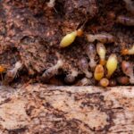 Expert Termite Control Sydney: Keeping Your Home Safe from Damage