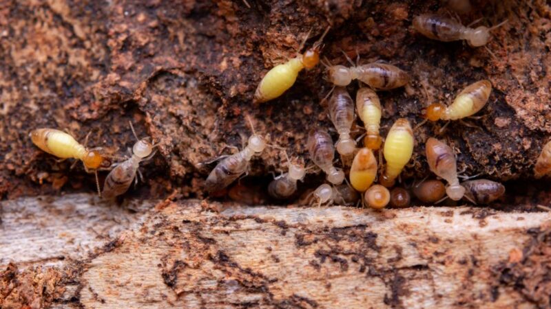 Expert Termite Control Sydney: Keeping Your Home Safe from Damage