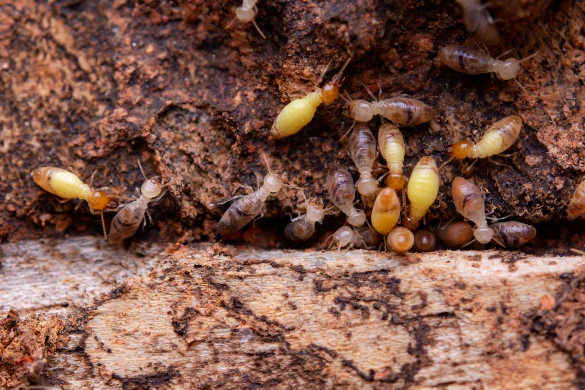 Expert Termite Control Sydney: Keeping Your Home Safe from Damage